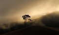 844 - tree in the mist - AMATO Janice - australia